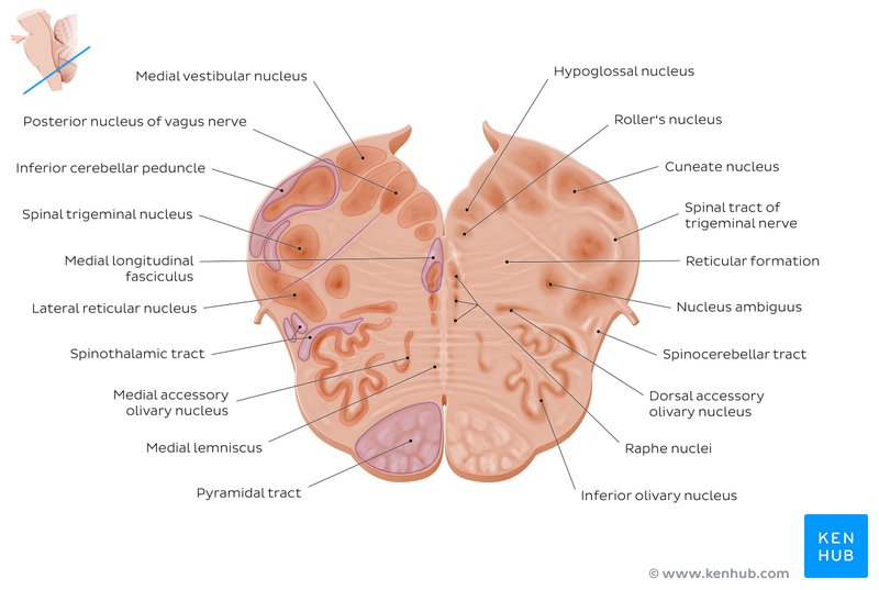 Cross-section of medulla: Vagus nerve level