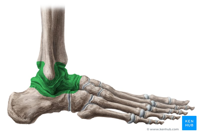 Fișier:Joints of the Ankle and Foot.ro.jpg