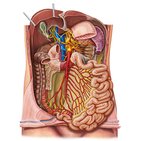 Inervación del intestino delgado