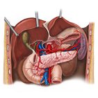 Arterien des Pankreas, des Duodenums und der Milz 