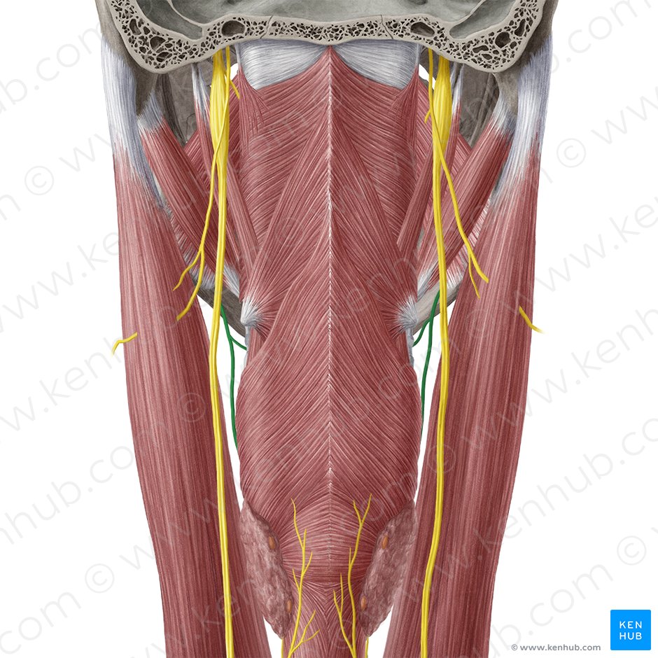 Nervo laríngeo superior (Nervus laryngeus superior); Imagem: Yousun Koh