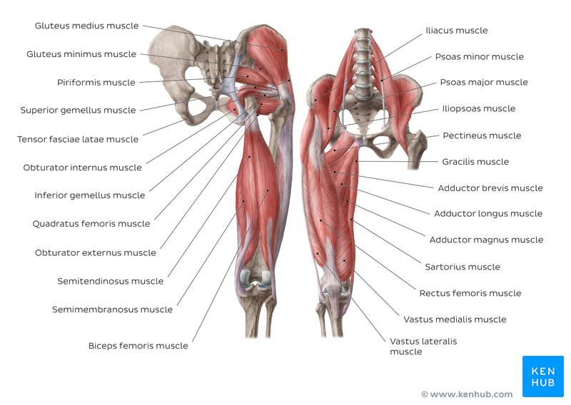 Hip And Thigh Muscles Anatomy And Functions Kenhub