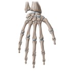 Bones of the wrist and hand