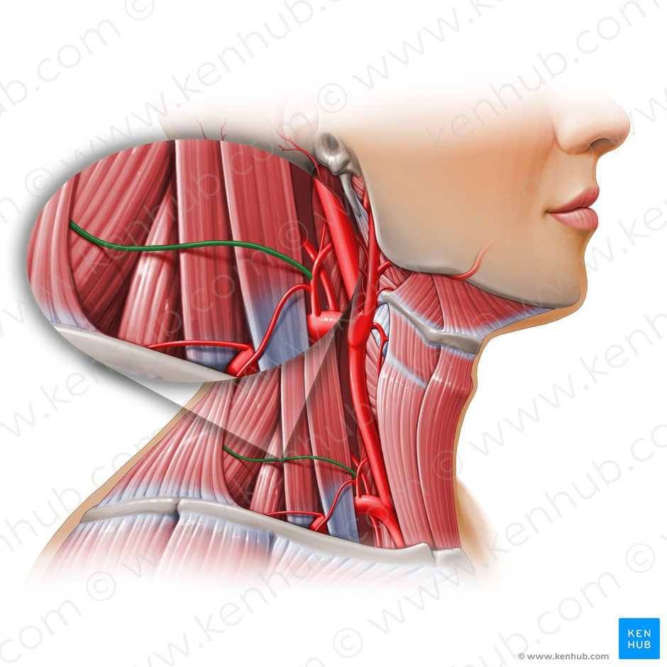 Arteria transversa colli (Quere Halsarterie); Bild: Paul Kim