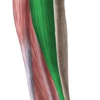 Músculos anteriores da perna