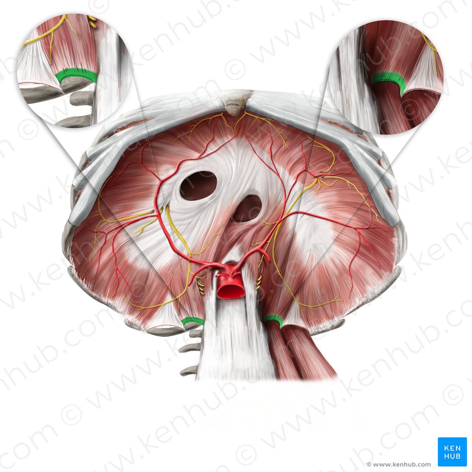 Medial arcuate ligament (Ligamentum arcuatum mediale); Image: Paul Kim