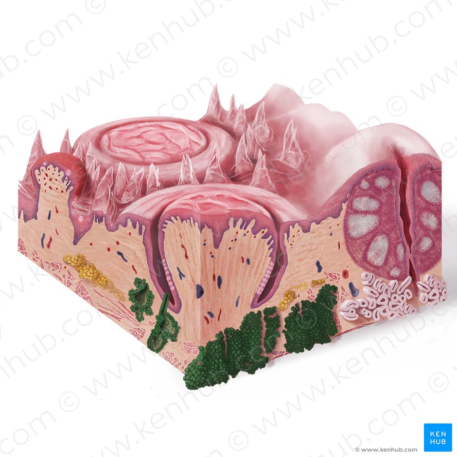 Gustatory glands (Glandulae gustatoriae); Image: Begoña Rodriguez