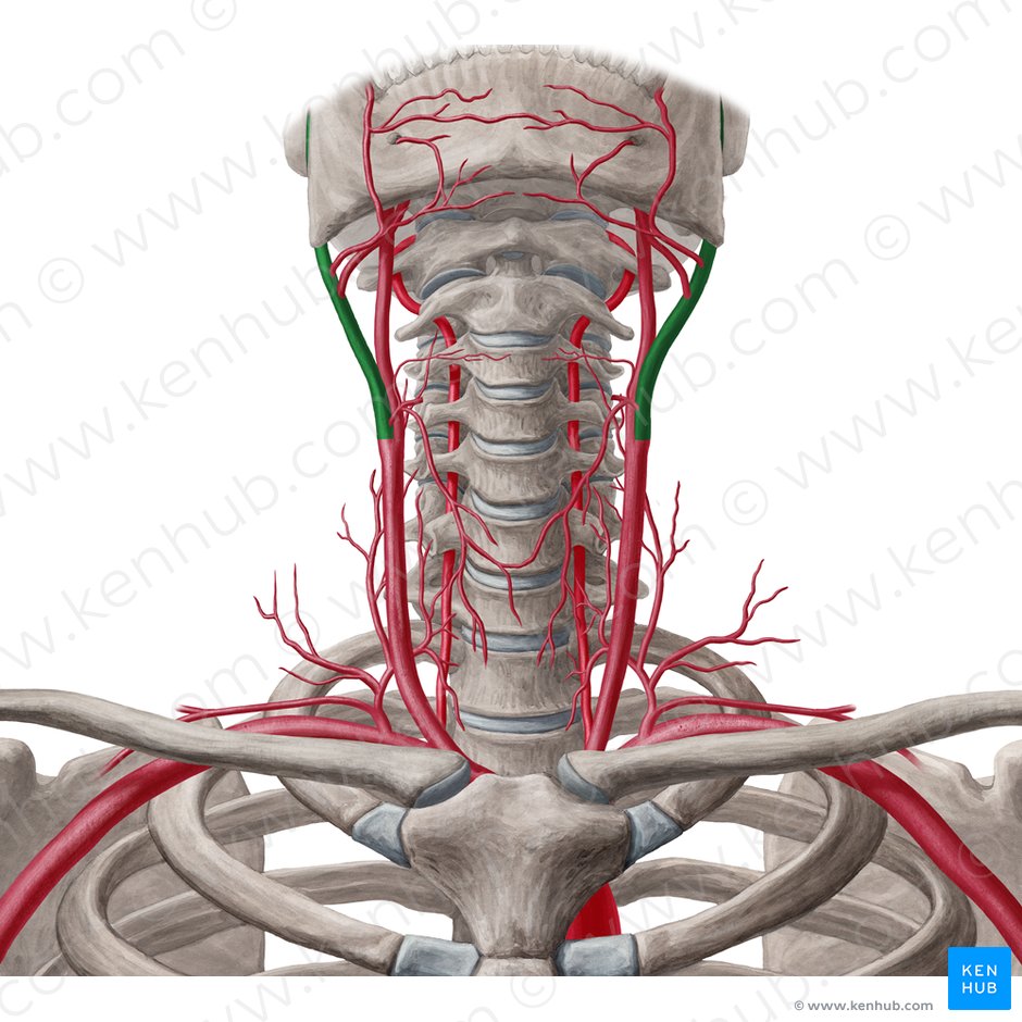 Artéria carótida externa (Arteria carotis externa); Imagem: Yousun Koh