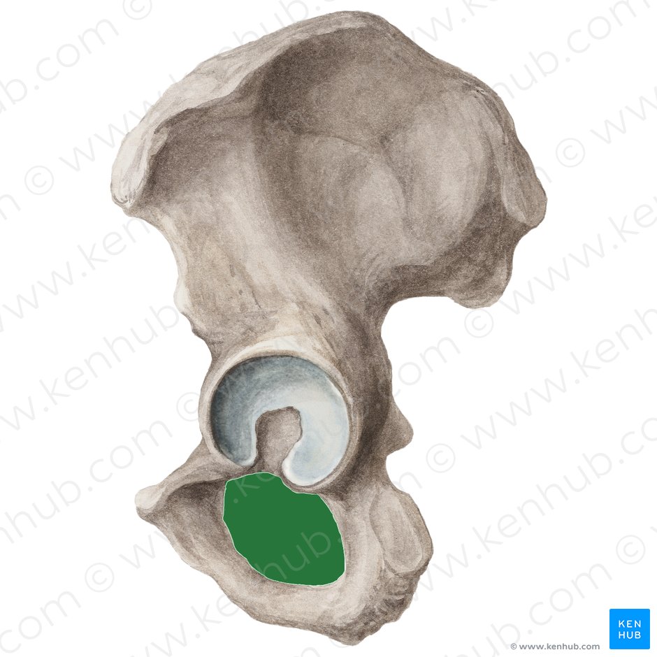 Foramen obturador (Foramen obturatum ossis coxae); Imagen: Liene Znotina