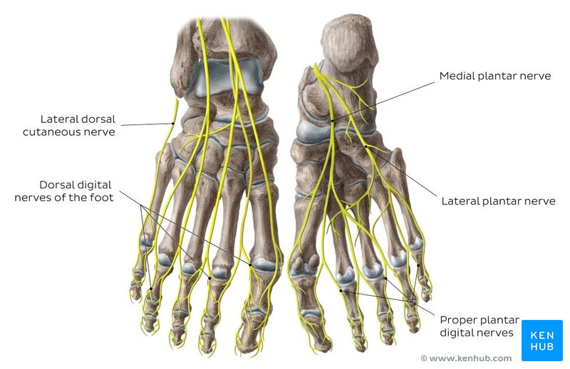 Lower limb arteries and nerves: Anatomy, branches | Kenhub