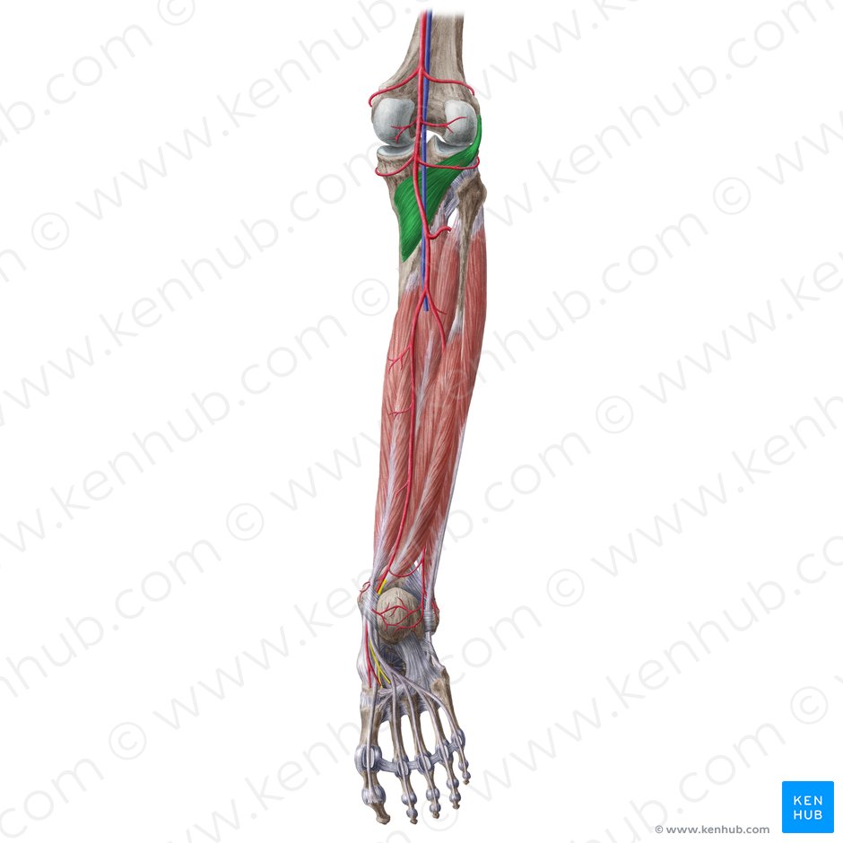 Popliteus muscle (Musculus popliteus); Image: Liene Znotina