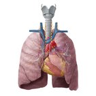Lymphabfluss der Lunge
