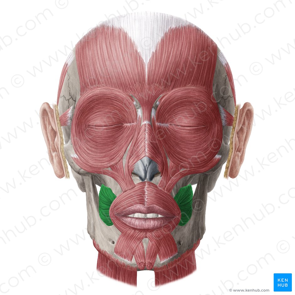Buccinator muscle (Musculus buccinator); Image: Yousun Koh