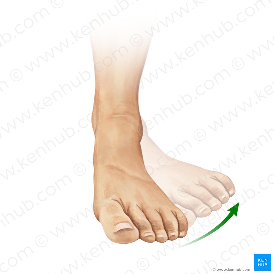 Eversion of foot (Eversio pedis); Image: Paul Kim