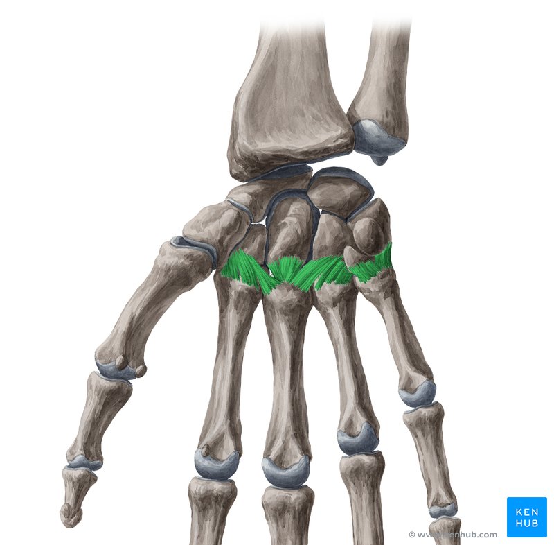 articulatia plana gonartroza de gradul 1 al preparatelor articulației genunchiului