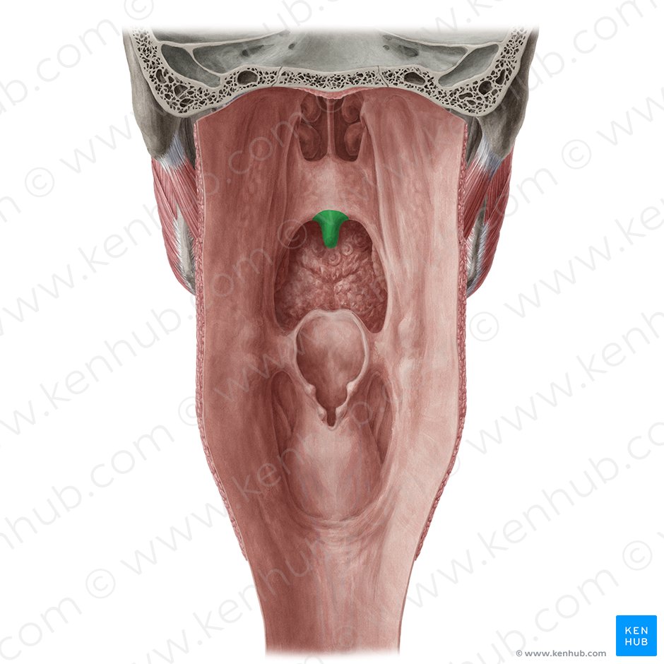 Uvula of palate (Uvula palatina); Image: Yousun Koh
