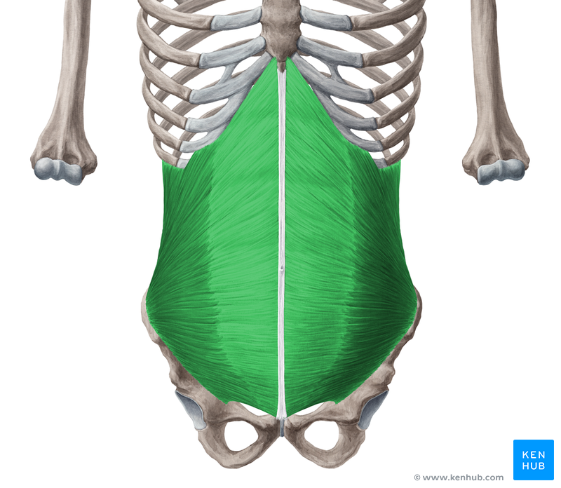Internal oblique, External oblique, Transversus Muscle | Kenhub