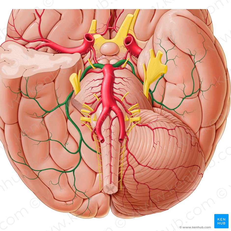 Posterior cerebral artery (Arteria posterior cerebri); Image: Paul Kim