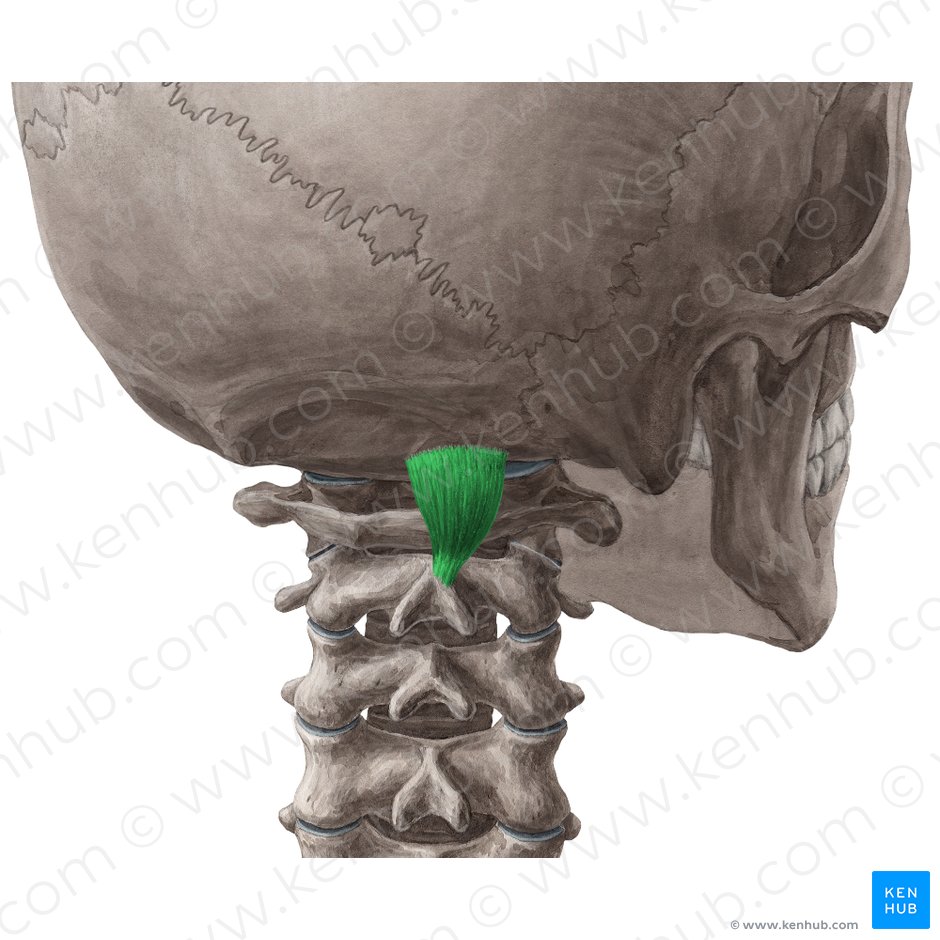 Musculus rectus capitis posterior major (Großer hinterer gerader Kopfmuskel); Bild: Yousun Koh
