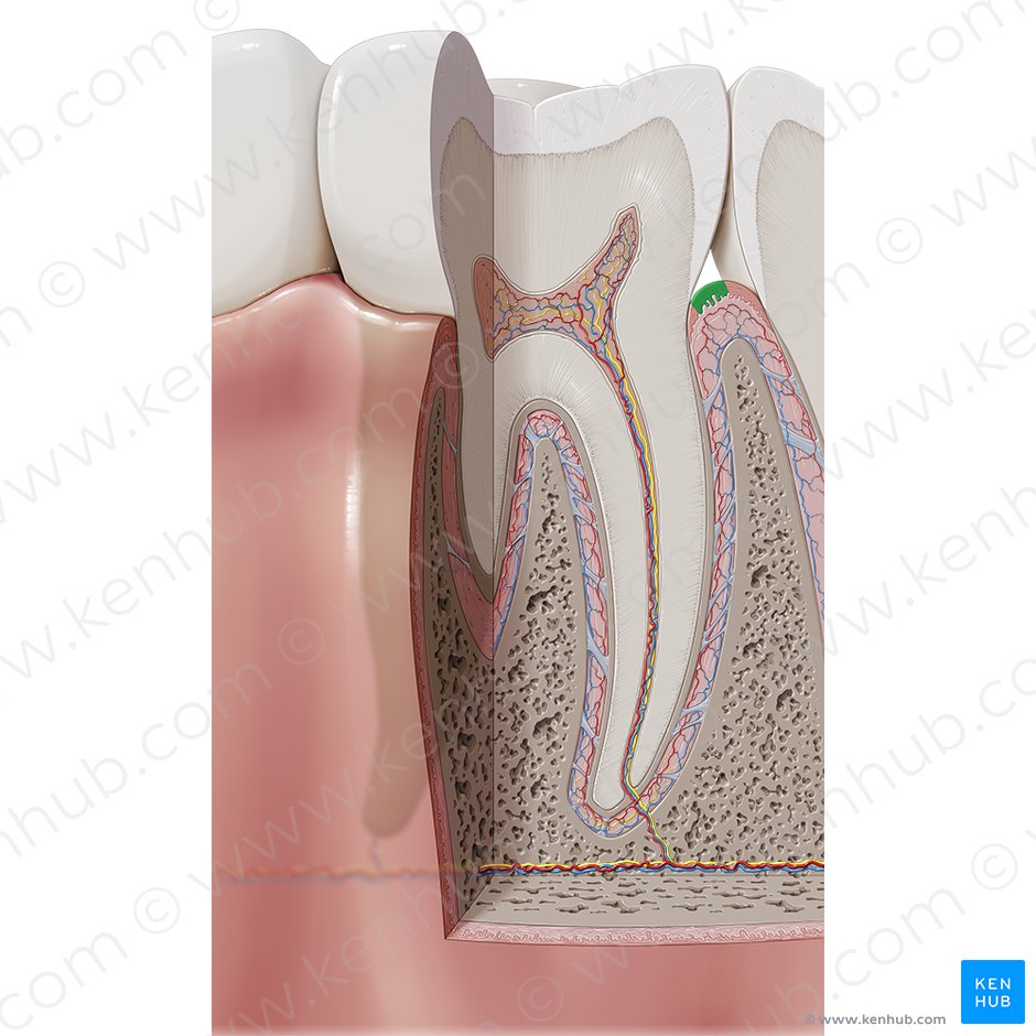 Marginal gingiva (Gingiva marginalis); Image: Paul Kim