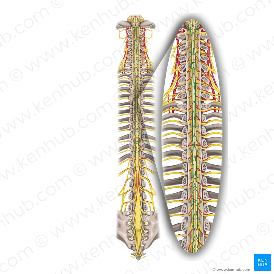 Arteriae spinales posteriores (Hintere Rückenmarksarterien); Bild: Rebecca Betts