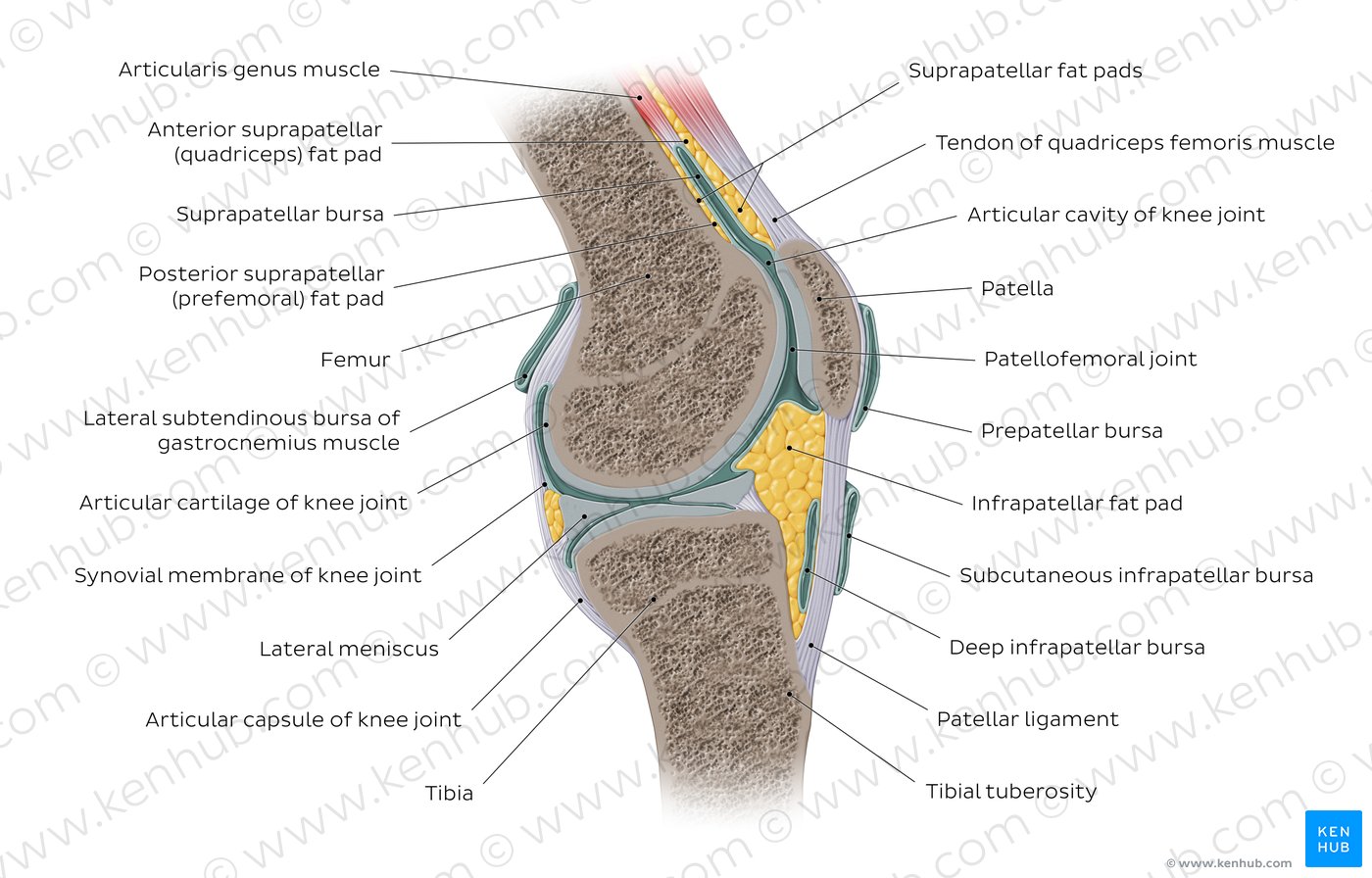 Knee joint: anatomy, ligaments and movements | Kenhub