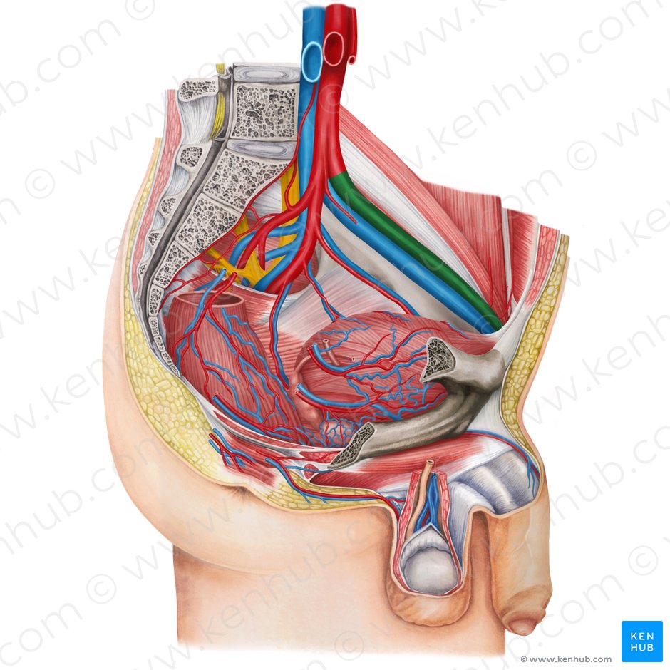 Arteria ilíaca externa izquierda (Arteria iliaca externa sinistra); Imagen: Irina Münstermann