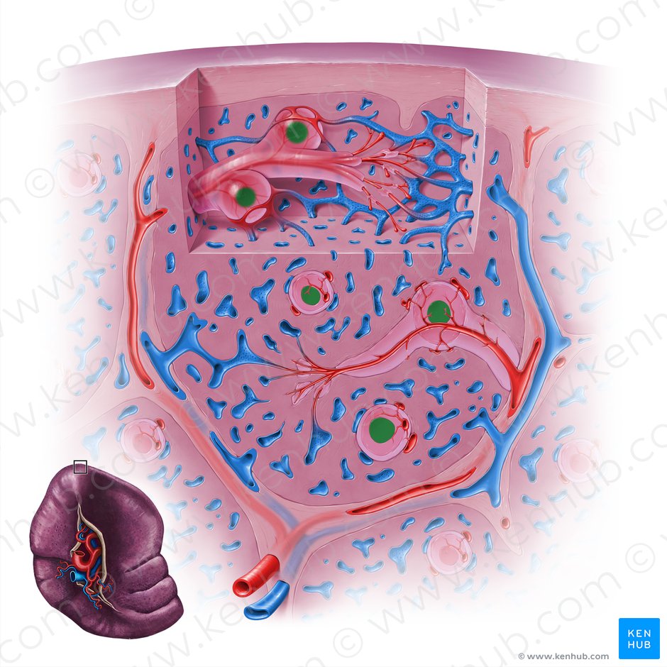 Centro marginal del ganglio linfático esplénico (Centrum germinalis); Imagen: Paul Kim