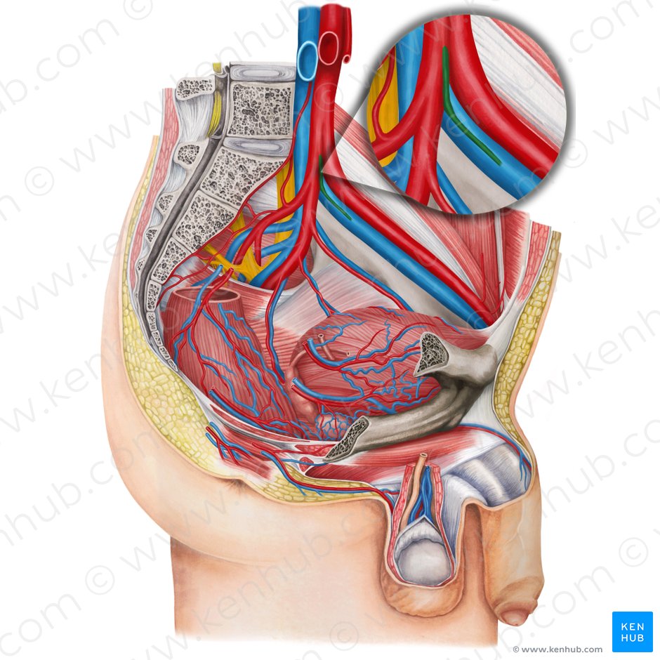 Arteria umbilical izquierda (Arteria umbilicalis sinistra); Imagen: Irina Münstermann