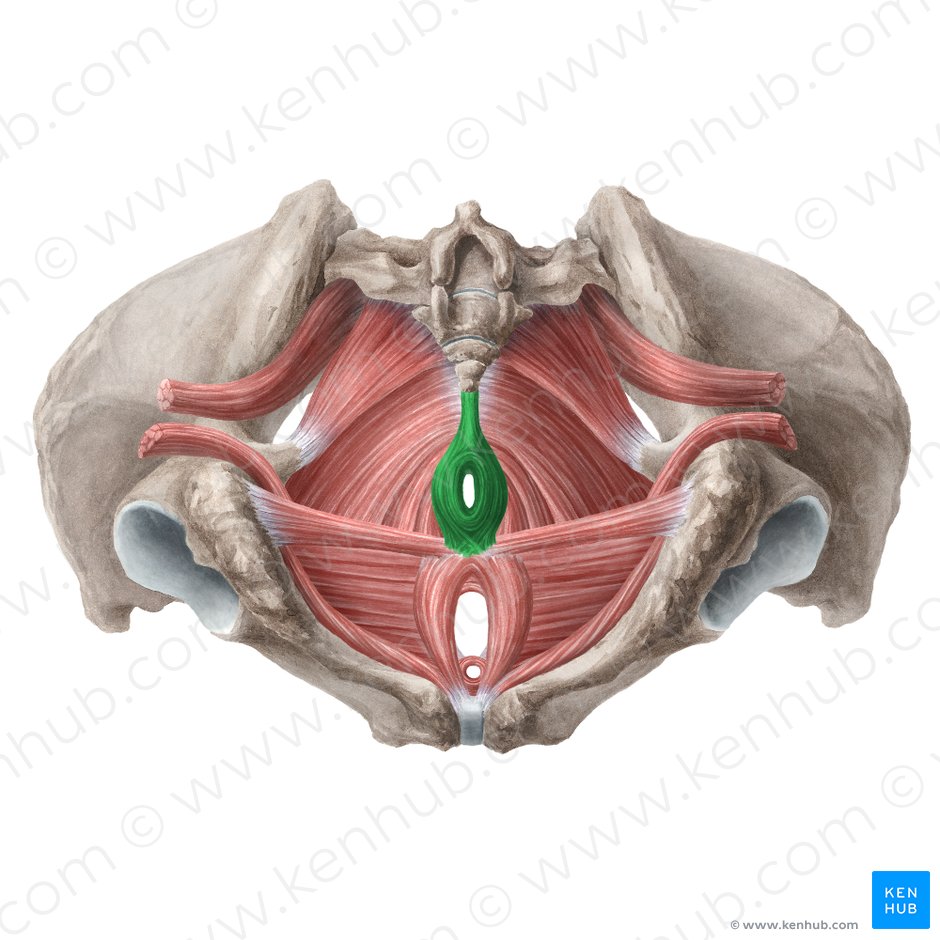 Músculo esfínter externo del ano (Musculus sphincter externus ani); Imagen: Liene Znotina