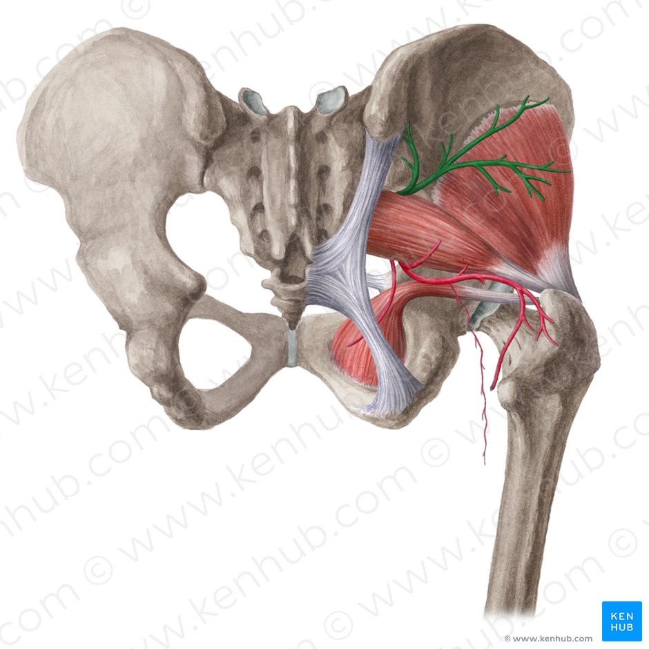 Artéria glútea superior (Arteria glutea superior); Imagem: Liene Znotina