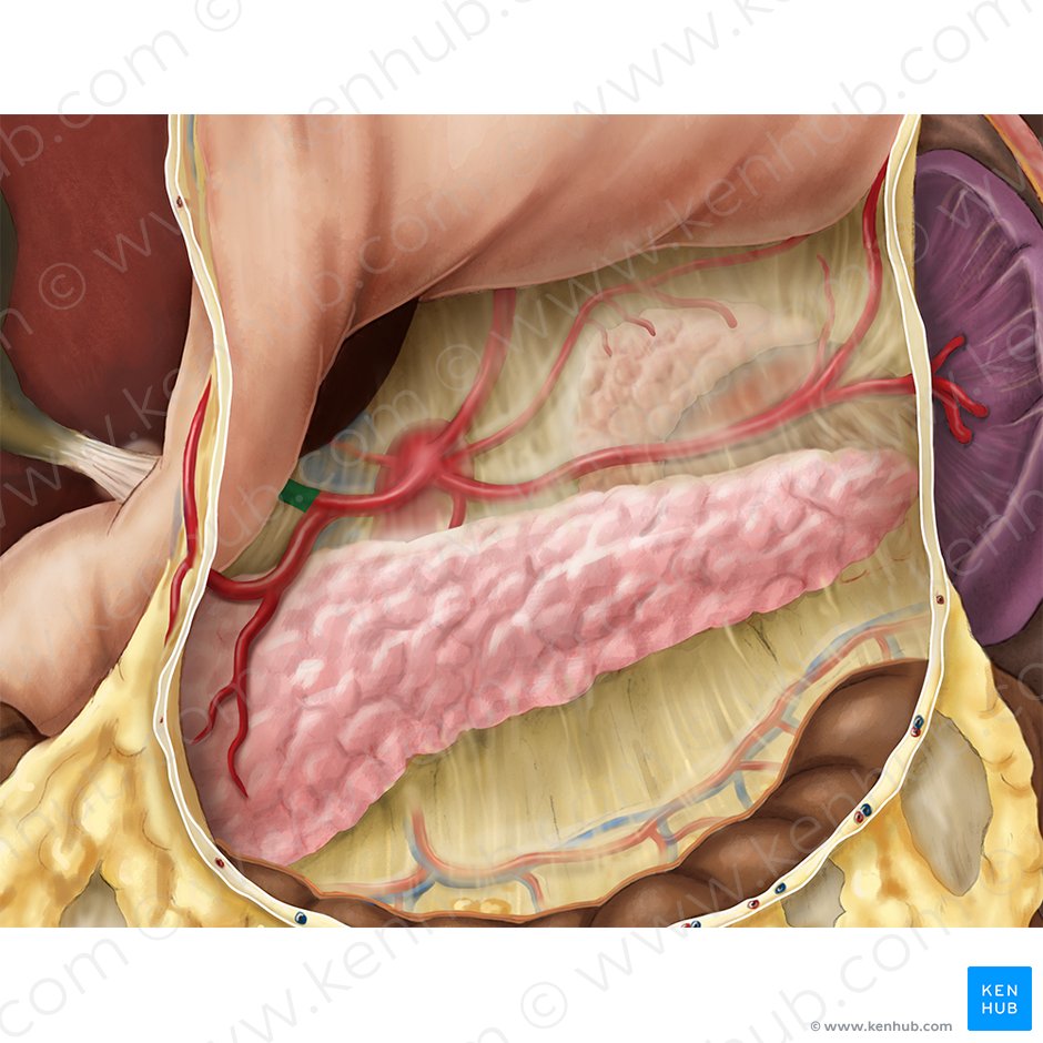 Arteria hepatica propria (Leberarterie); Bild: Esther Gollan