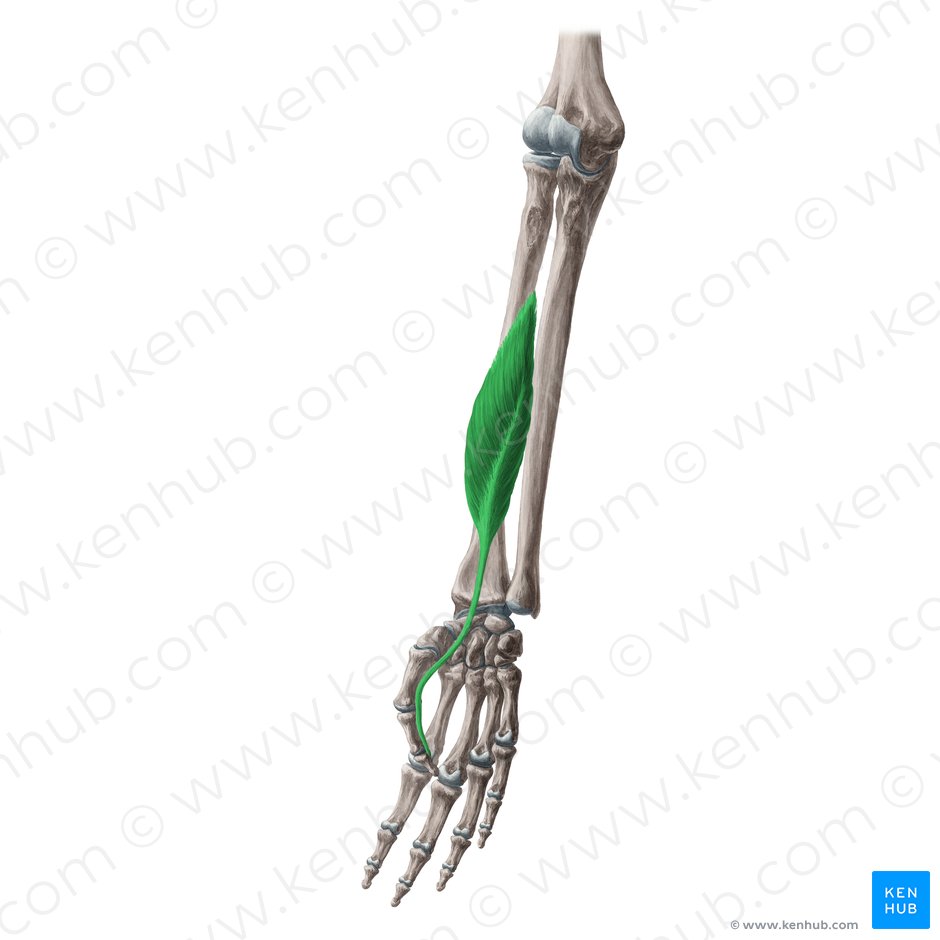 Flexor pollicis longus muscle (Musculus flexor pollicis longus); Image: Yousun Koh