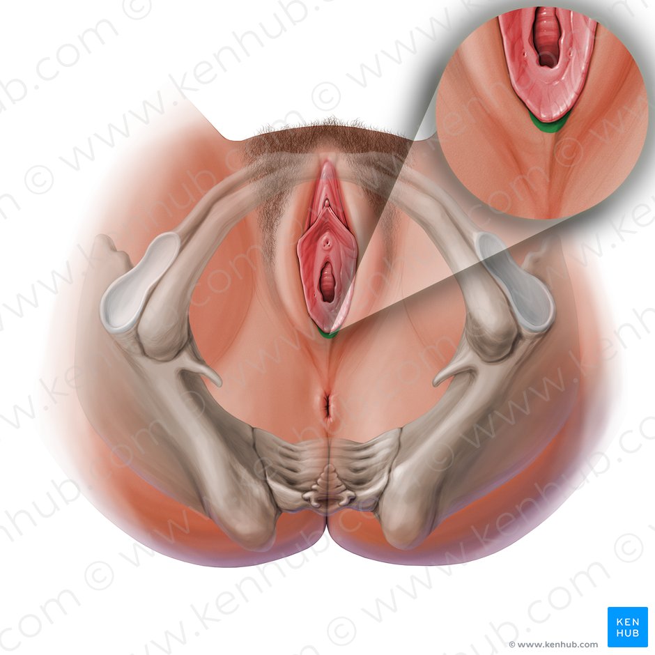 Comisura labial posterior (Commissura posterior labiorum); Imagen: Paul Kim