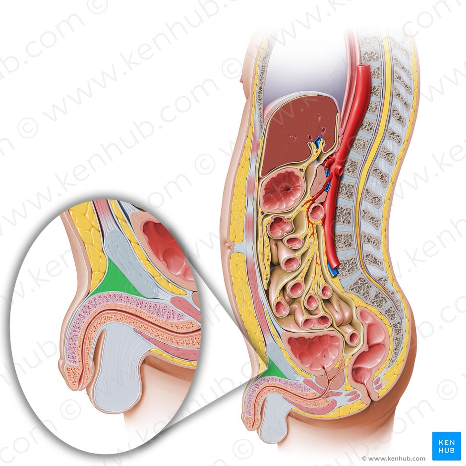 Ligamento suspensorio del pene (Ligamentum suspensorium penis); Imagen: Paul Kim