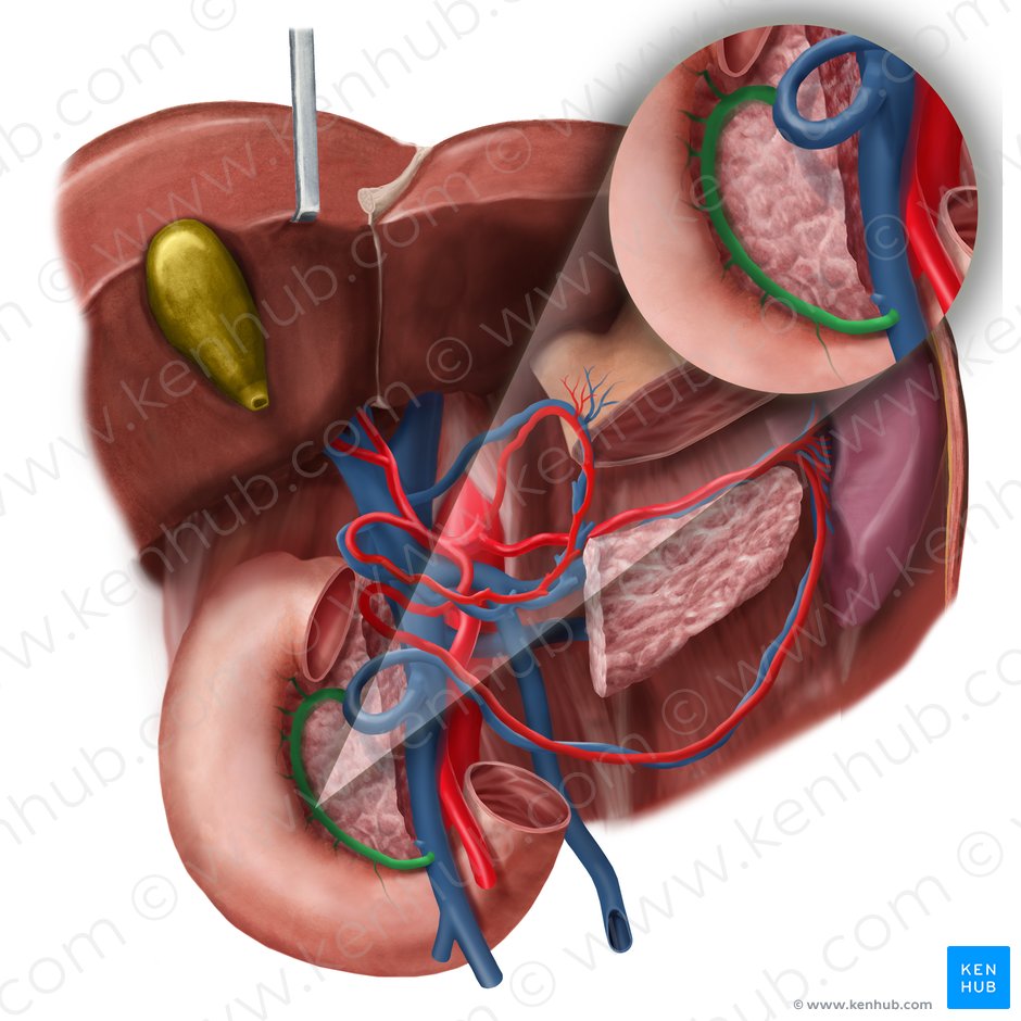 Anterior pancreaticoduodenal veins (Venae pancreaticoduodenales anteriores); Image: Begoña Rodriguez