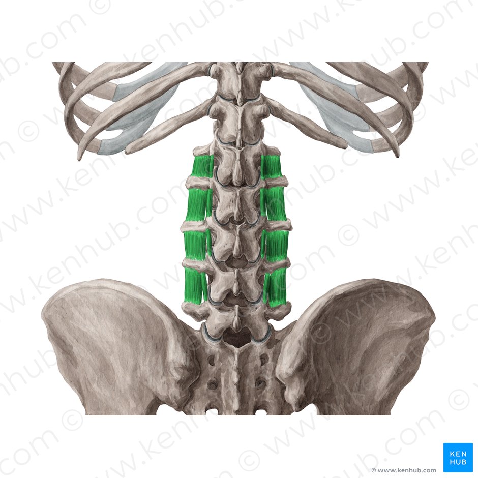 Intertransversarii lumborum muscles (Musculi intertransversarii lumborum); Image: Yousun Koh