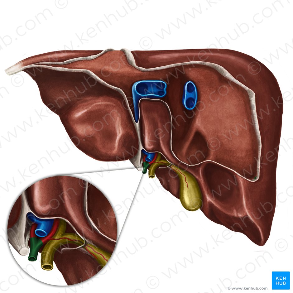 Arteria hepática propia (Arteria hepatica propria); Imagen: Irina Münstermann