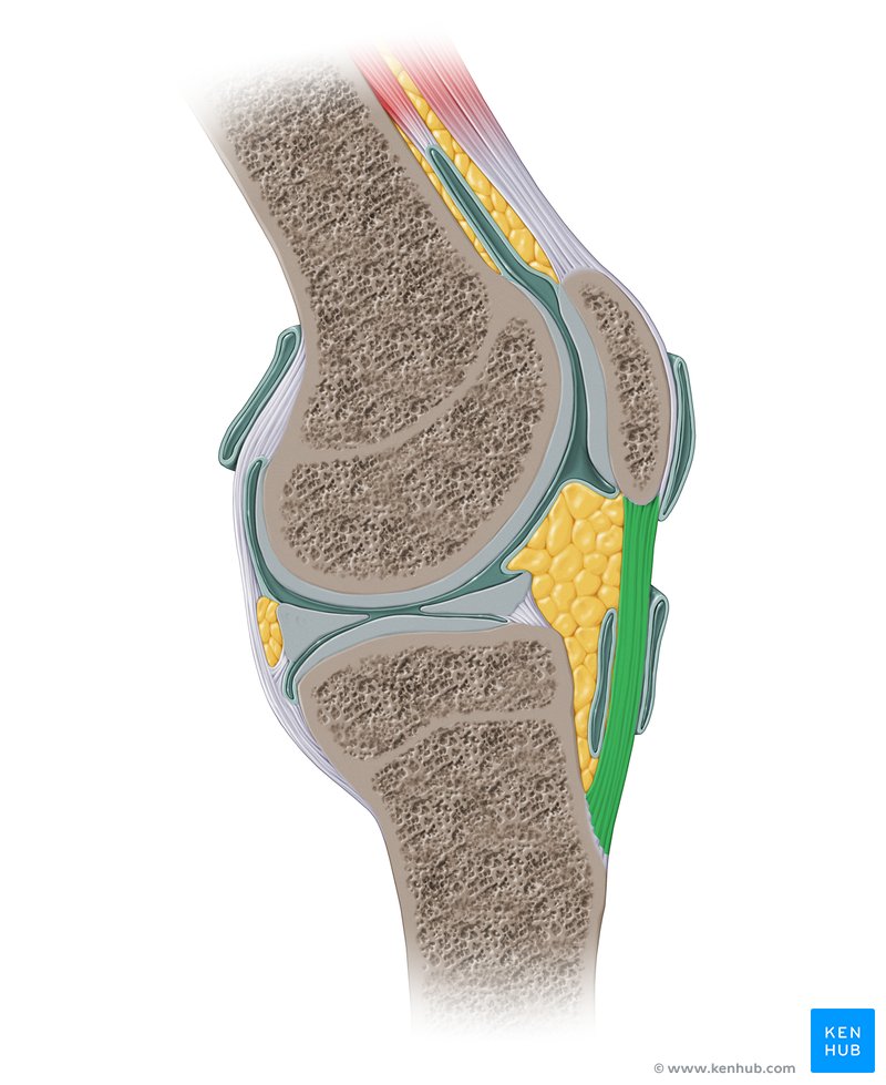 Patellar ligament - lateral view