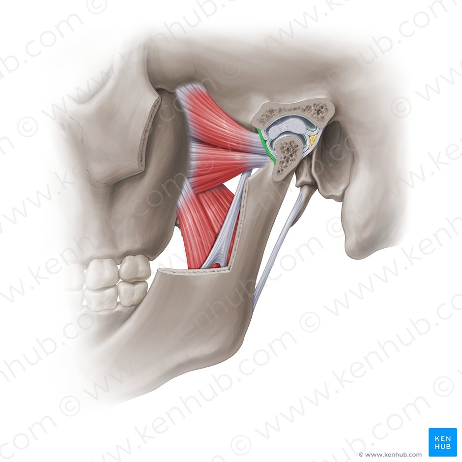 Anterior articular capsule of temporomandibular joint (Capsula articularis anterior articulationis temporomandibularis); Image: Paul Kim