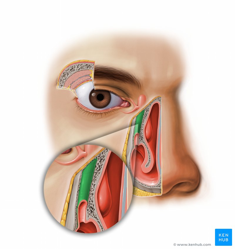 Lacrimal apparatus: Anatomy, parts & function | Kenhub