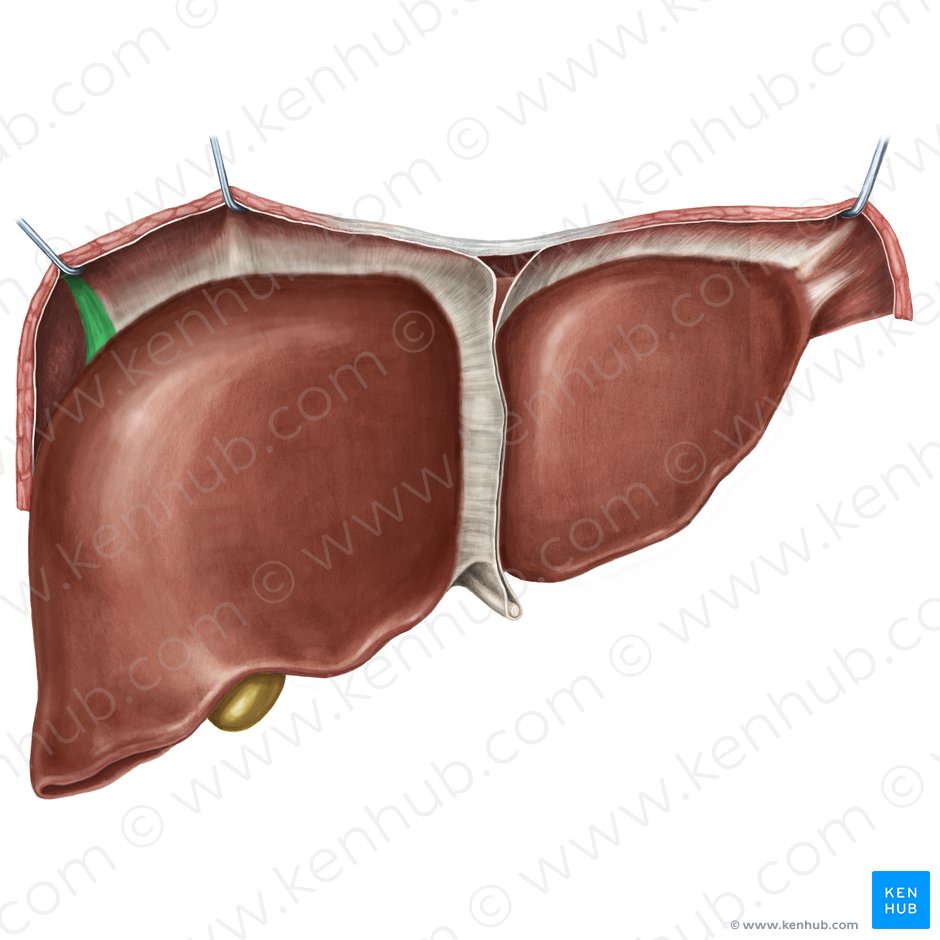 Ligamento triangular direito do fígado (Ligamentum triangulare dextrum hepatis); Imagem: Irina Münstermann