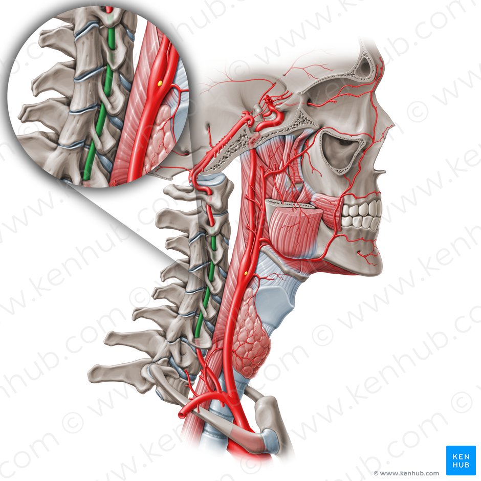 Segmento foraminal de la arteria vertebral (V2) (Pars cervicalis arteriae vertebralis (V2)); Imagen: Paul Kim