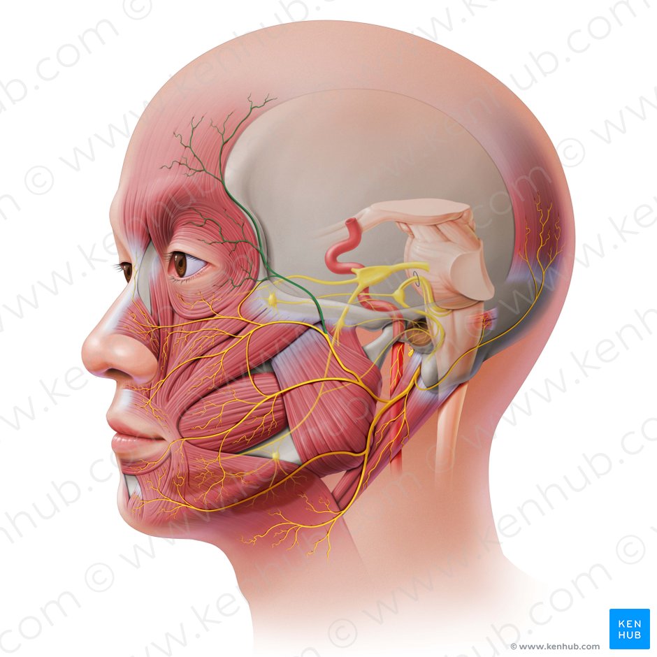 Ramos temporales del nervio facial (Rami temporales nervi facialis); Imagen: Paul Kim