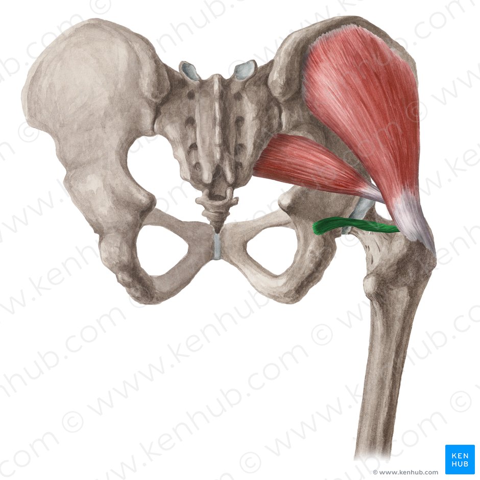 Músculo gemelo inferior (Musculus gemellus inferior); Imagen: Liene Znotina