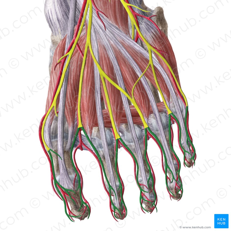 Proper plantar digital nerves (Nervi digitales plantares proprii); Image: Liene Znotina
