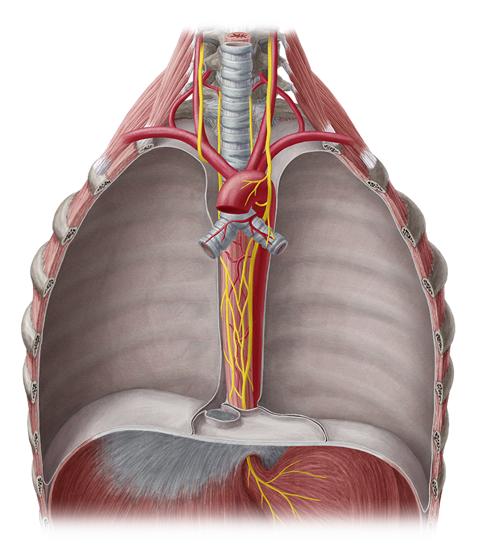Esophagus - Anatomy Study Guide | Kenhub