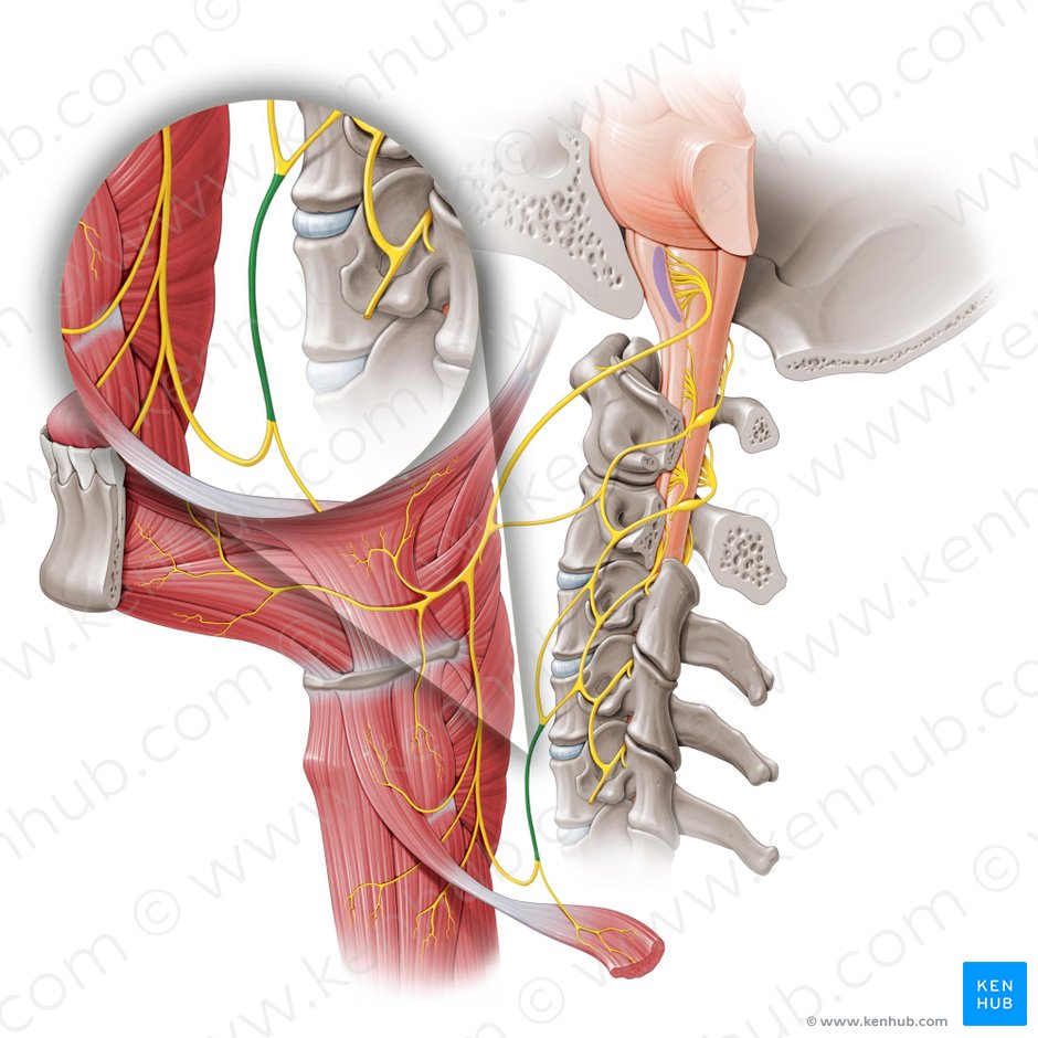 Raíz inferior del asa cervical (Radix inferior ansae cervicalis); Imagen: Paul Kim