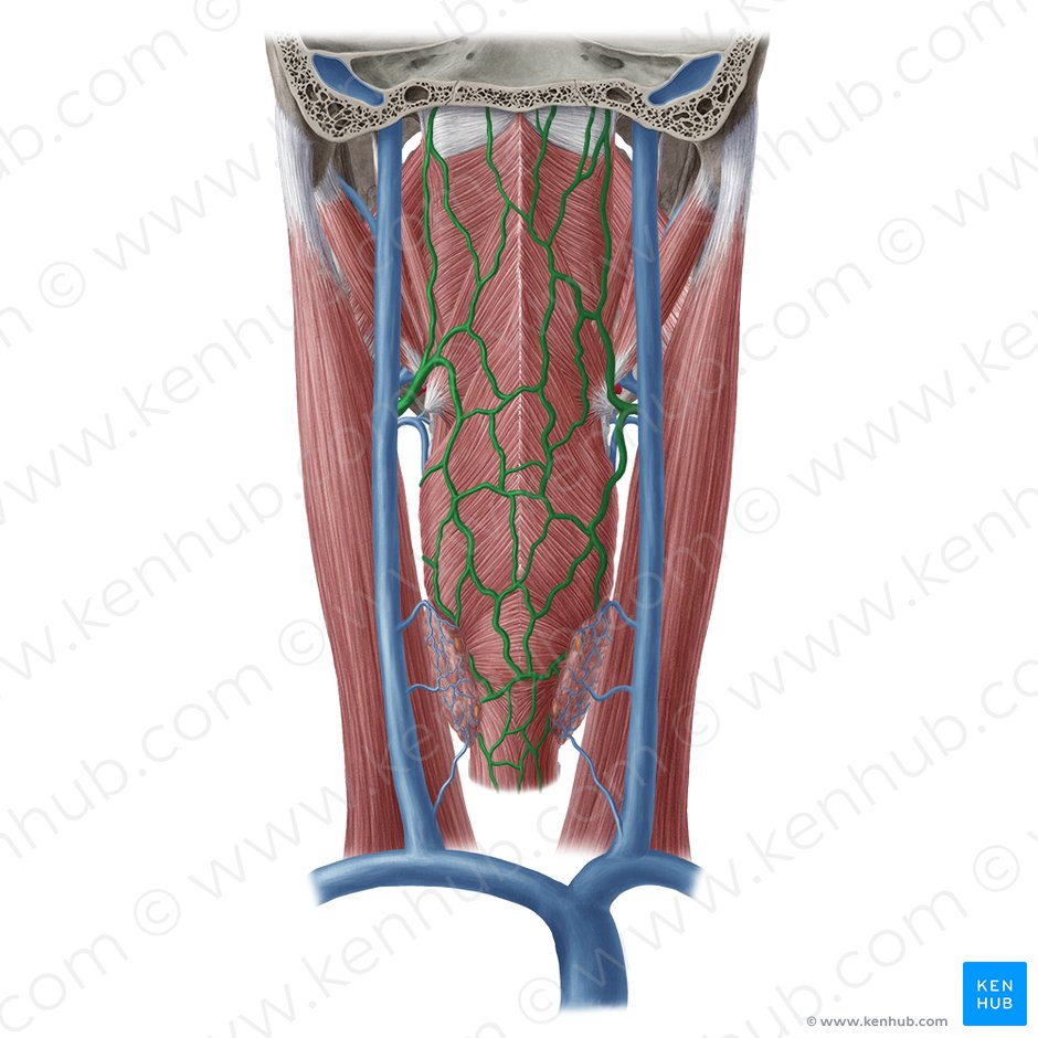 Pharyngeal veins (Venae pharyngeae); Image: Yousun Koh