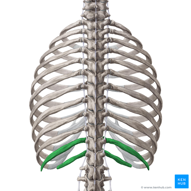 How many ribs are attached to the sternum?
